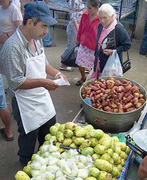 Tuna cactus fruits