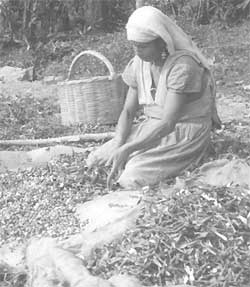 shelling beans (botil)