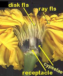 Marigold flowering head with one side removed showing disk and ray flowers