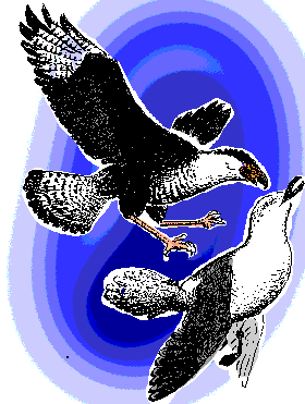 Crested Caracara & Laughing Gull