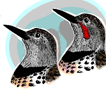 Northern Flickers, with & without mustache