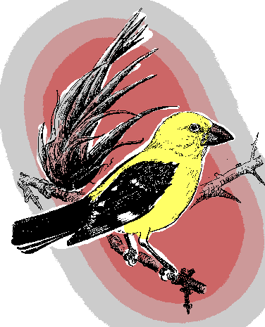 Yellow Grosbeak, Pheucticus chrysopeplus