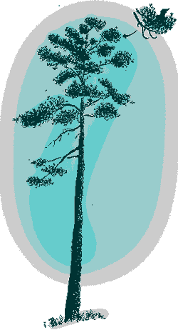 Timberline Montezuma Pine, Pinus hartwegii