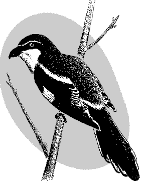 Loggerhead Shrike, Lanius ludovicianus