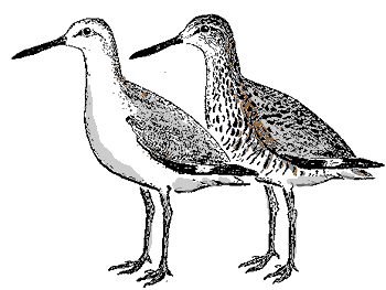 Willet winter & summer plummage, Catoptrophorus semipalmatus