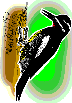 Williamson's Sapsucker, Sphyrapicus thyroideus