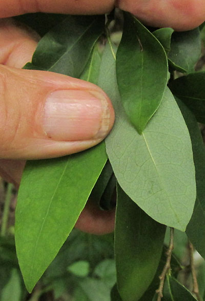 Annona globiflora