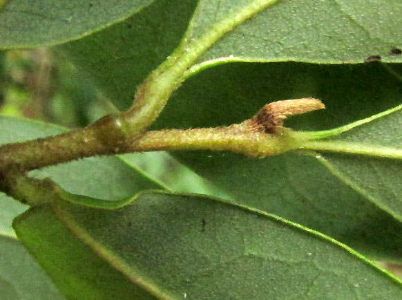 Annona globiflora, hairy stem & terminal bud