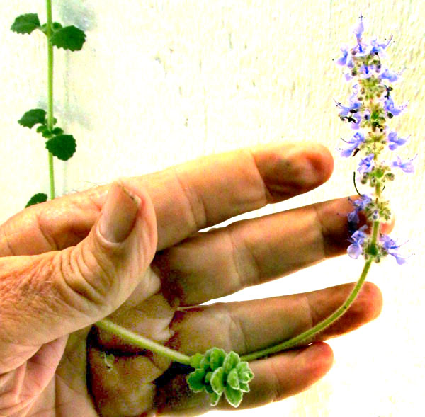 Vicks Plant, COLEUS HADIENSIS, inflorescence at stem tip