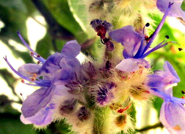 Vicks Plant, COLEUS HADIENSIS, flower close-up