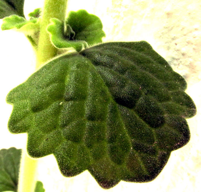 Vicks Plant, COLEUS HADIENSIS, leaf