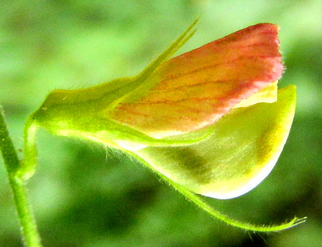 Anil Falso, COURSETIA CARIBAEA, flower
