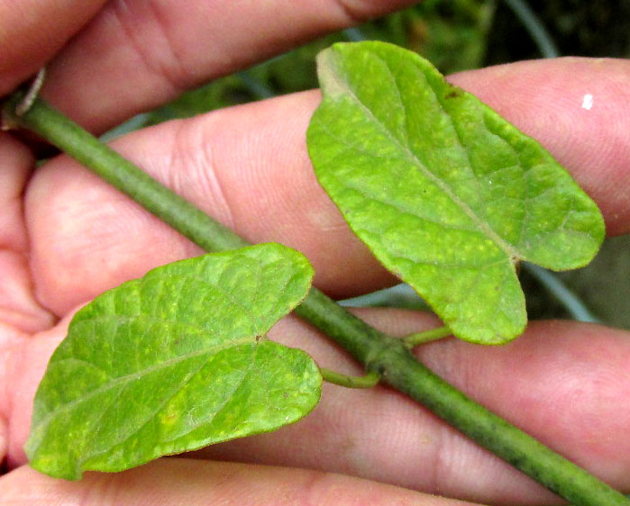 GONOLOBUS EDULIS, small leaves