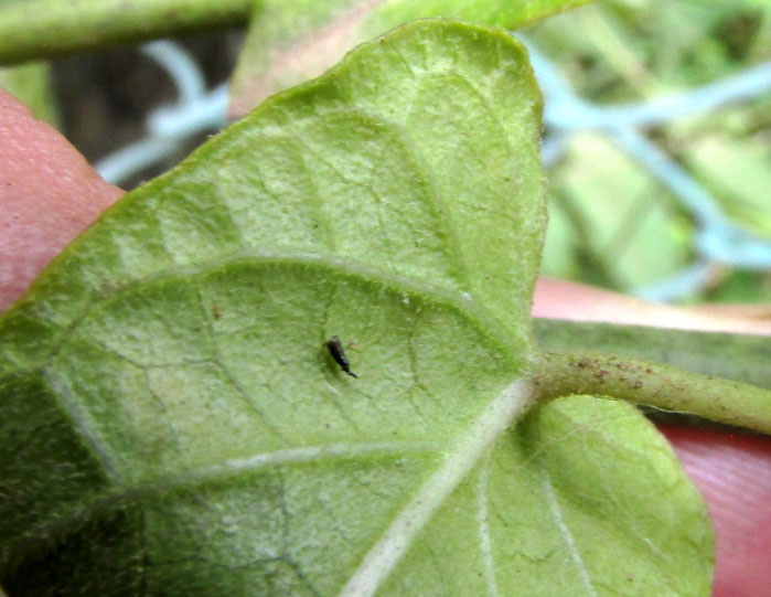 GONOLOBUS EDULIS, hairy undersurface of small leaf
