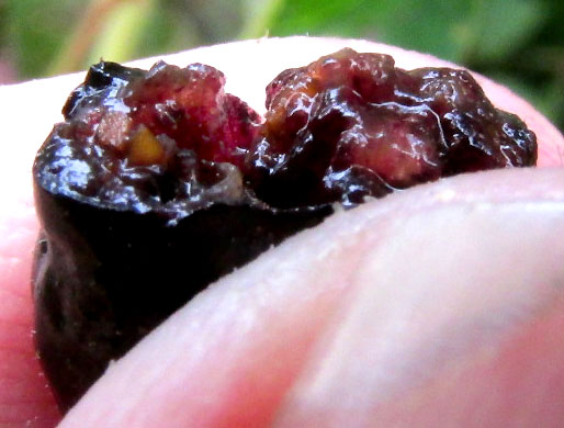 HAMELIA PATENS, Scarlet-Bush, fruits
