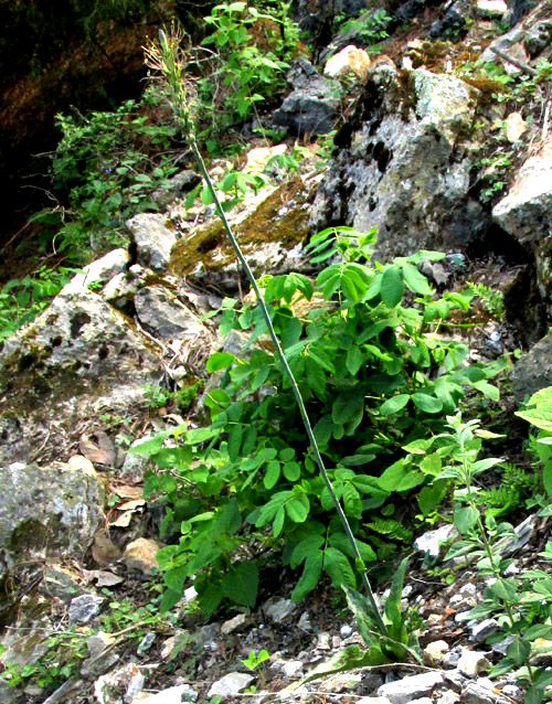 Spotted False Agave, AGAVE GUTTATA, plant in habitat