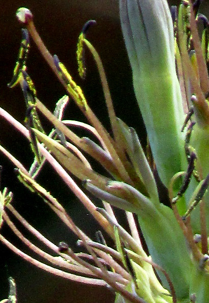 Spotted False Agave, AGAVE GUTTATA, flower close-up