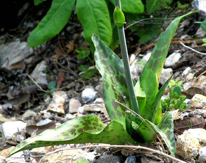 Spotted False Agave, AGAVE GUTTATA, rosette of spotted leaves