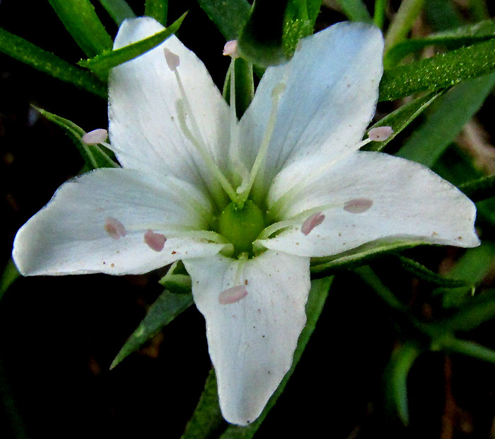 ARENARIA LYCOPODIOIDES, flower from above, close up