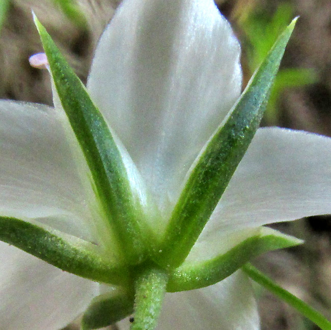 ARENARIA LYCOPODIOIDES, calyx seen from below