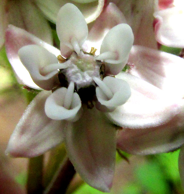 ASCLEPIAS JORGEANA, flower close-up from top, horns, hoods, guide rails