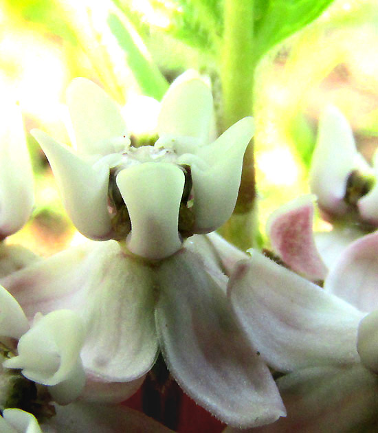ASCLEPIAS JORGEANA, flower close-up from side