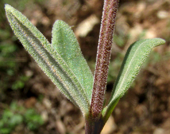 Firecracker Bush, BOUVARDIA TERNIFOLIA, three leaves arising from node on squared, hairy stem