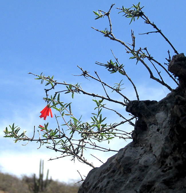 Firecracker Bush, BOUVARDIA TERNIFOLIA, bush at edge of sandstone cliff