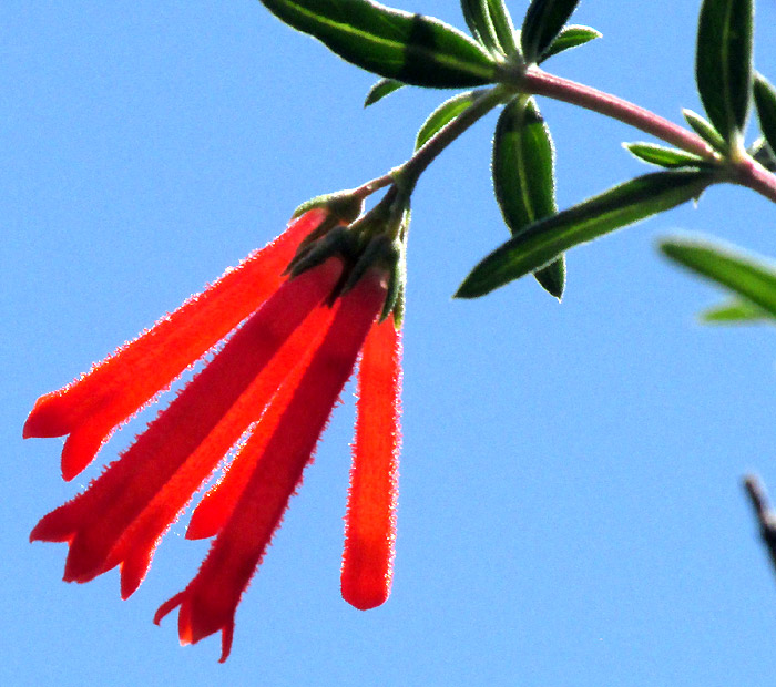 Firecracker Bush, BOUVARDIA TERNIFOLIA, flowers and leaves