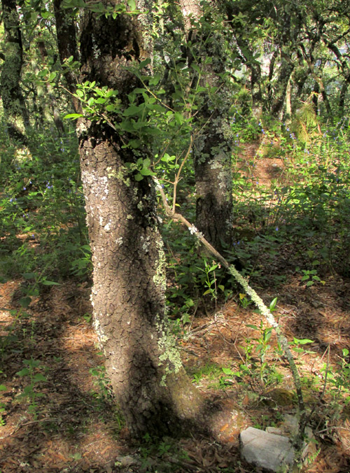 Tepozán, BUDDLEJA PARVIFLORA, in habitat, oak-pine understory