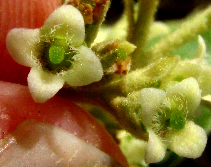 Tepozán, BUDDLEJA PARVIFLORA, flower showing hairs inside corolla lobes