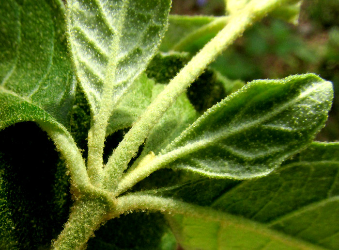 Tepozán, BUDDLEJA PARVIFLORA, hairy leaves & leaf undersurfaces