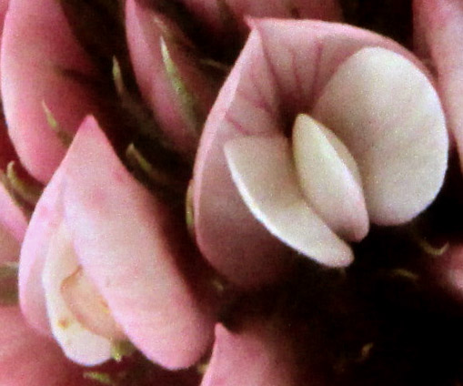 Aztec Clover, TRIFOLIUM AMABILE, flowers close-up