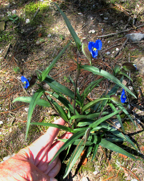 COMMELINA TUBEROSA, COELESTIS GROUP, flowering plant in habitat