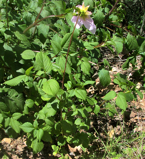Garden Dahlia, DAHLIA PINNATA, flowering plant in habitat