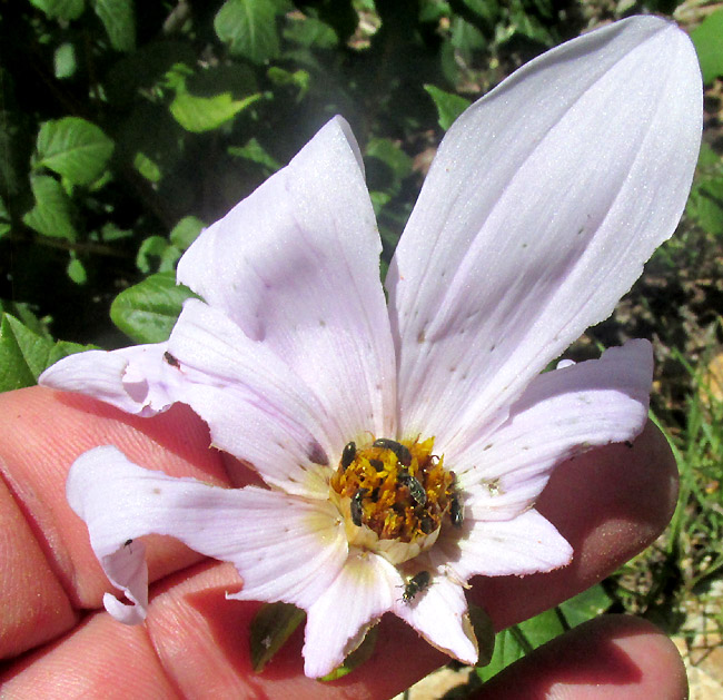 Garden Dahlia, DAHLIA PINNATA, bug-eaten flower