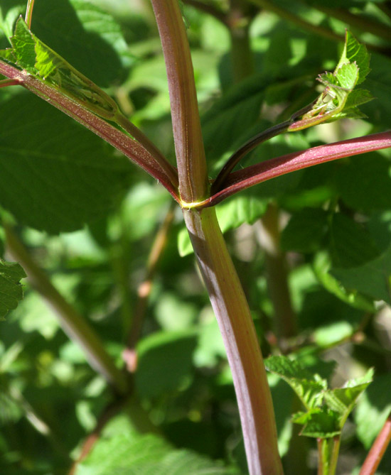 Garden Dahlia, DAHLIA PINNATA, stem and shoot arising from leaf axil