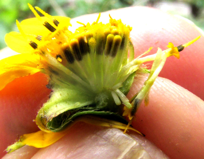 DUGESIA MEXICANA, five large lower involucral bracts
