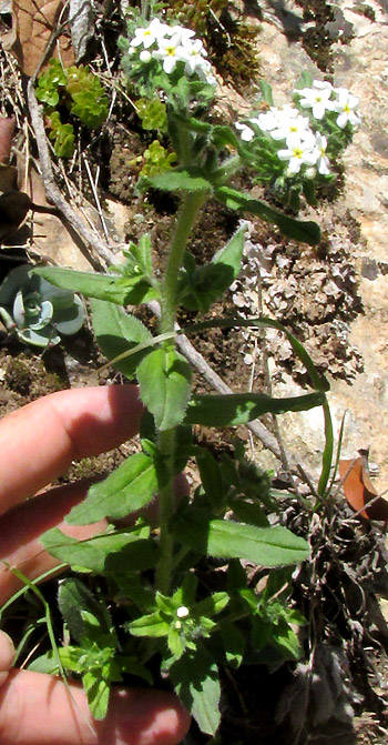 EUPLOCA FOLIOSISSIMA, flowering plant in habitat