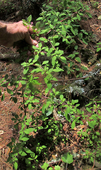 Thyme-leaved Fuchsia, FUCHSIA THYMIFOLIA, plant in native habitat