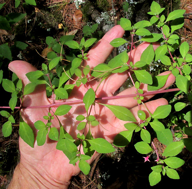 Thyme-leaved Fuchsia, FUCHSIA THYMIFOLIA, flowering branch in native habitat