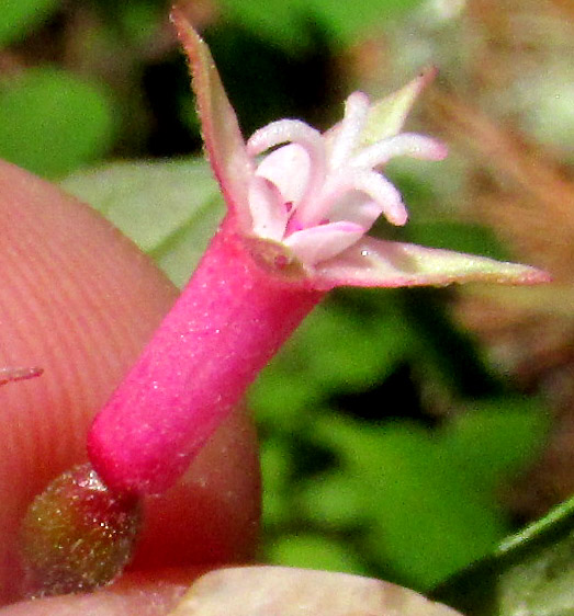 Thyme-leaved Fuchsia, FUCHSIA THYMIFOLIA, flower close-up showing reduced petals