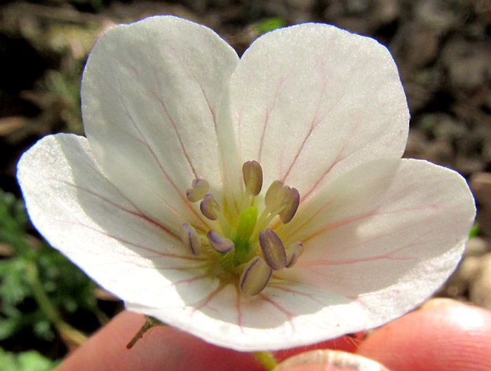 GERANIUM BELLUM, flower close-up from above