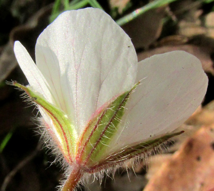 GERANIUM BELLUM, calyx in flower close-up from side