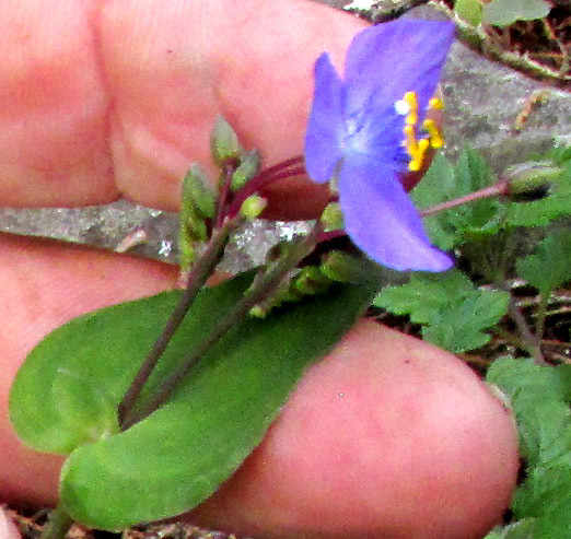 GIBASIS PULCHELLA, flowering plant in habitat