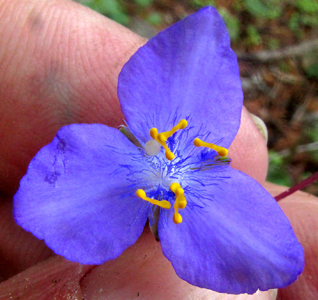 GIBASIS PULCHELLA, flower close-up from above