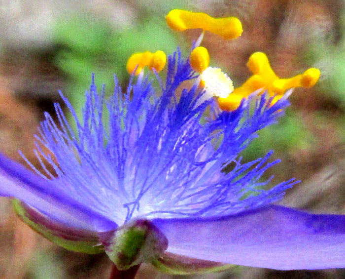 GIBASIS PULCHELLA, flower close-up from side