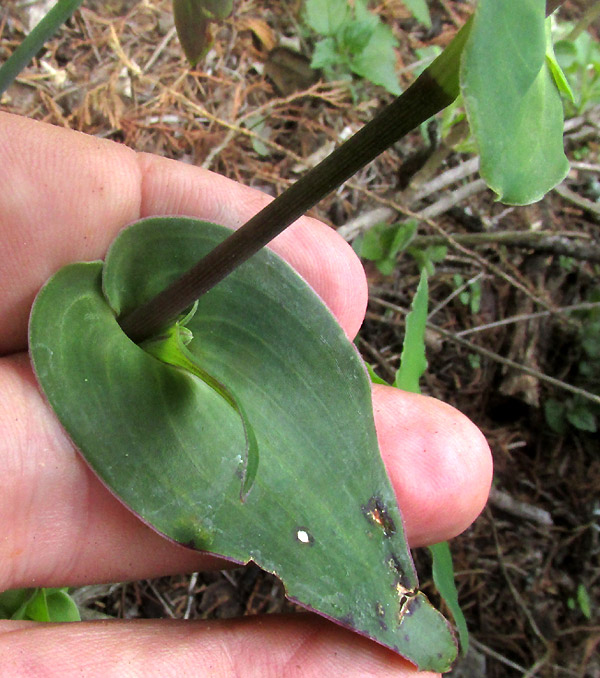 GIBASIS PULCHELLA, amplexicaul leaf base