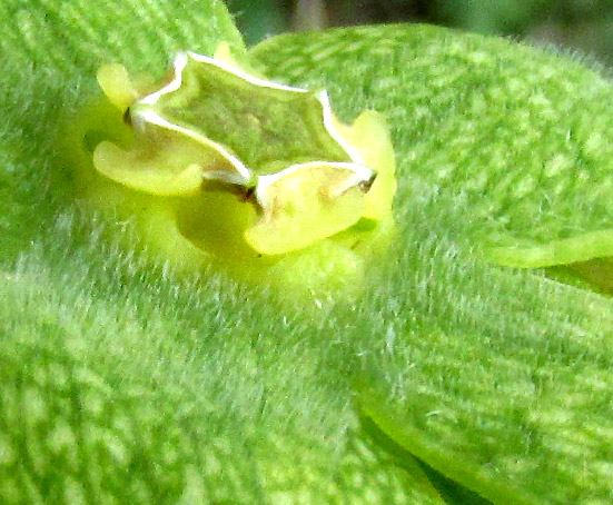 GONOLOBUS CHLORANTHUS, gynostegium close-up