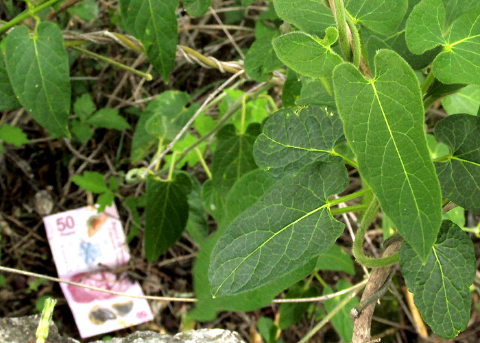 GONOLOBUS CHLORANTHUS, leaf shape